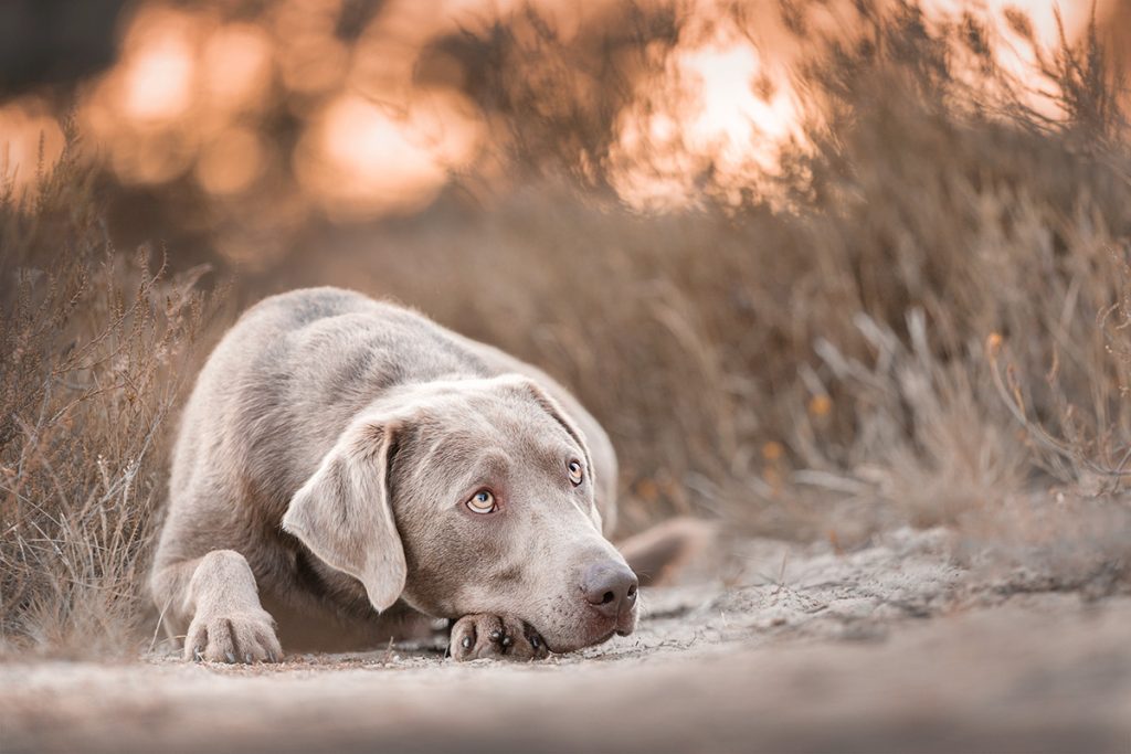Hondenfotografie natuur Soest