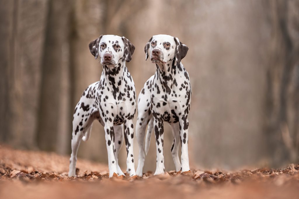 Fotoshoot honden Utrecht Doorn